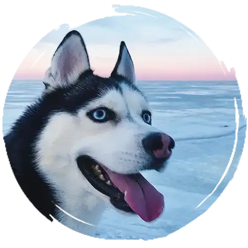 meet ash the husky in the children's book